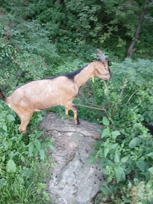 Vand țapi  - imagine 4 Vand țapi  - imagine 4