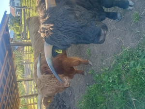 Vand tauri Highland - imagine 2