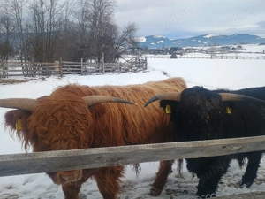 Vand tauri Highland - imagine 3