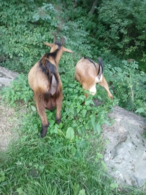 Vand țapi  - imagine 5 Vand țapi  - imagine 5