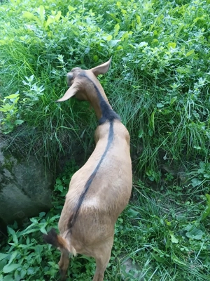 Vand țapi  - imagine 3 Vand țapi  - imagine 3