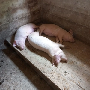 Porci de vanzare - sanatosi si bine ingrijiti - imagine 4 Porci de vanzare - sanatosi si bine ingrijiti - imagine 4