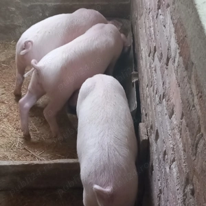 Porci de vanzare - sanatosi si bine ingrijiti - imagine 3 Porci de vanzare - sanatosi si bine ingrijiti - imagine 3
