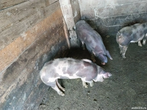 vand 3 purcele  - imagine 2 vand 3 purcele  - imagine 2