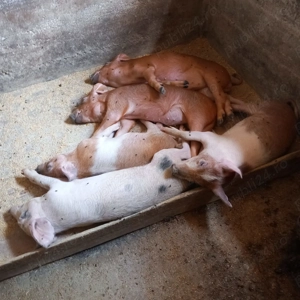 Porci de vanzare - sanatosi si bine ingrijiti - imagine 2 Porci de vanzare - sanatosi si bine ingrijiti - imagine 2