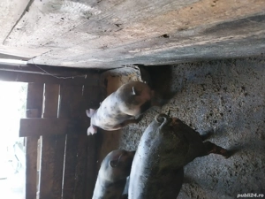 vand 3 purcele  - imagine 4 vand 3 purcele  - imagine 4