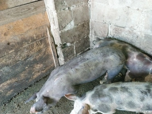 vand 3 purcele  - imagine 3 vand 3 purcele  - imagine 3