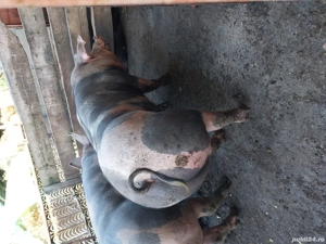 vand porci pietrean belgian  - imagine 2