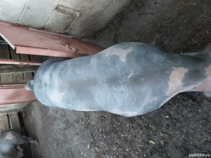 vand porci pietrean belgian 