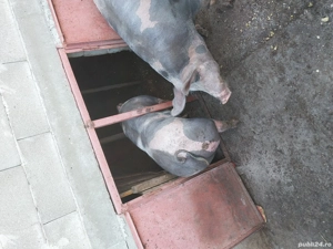 vand porci pietrean belgian  - imagine 4