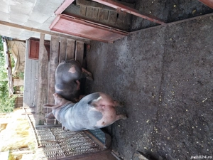 vand porci pietrean belgian  - imagine 3