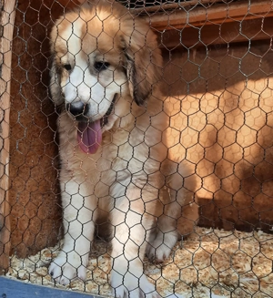 Pui ciobanesc carpatin - imagine 2