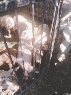 de vânzare  - imagine 4 de vânzare  - imagine 4