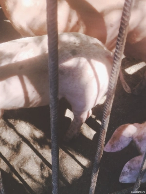 de vânzare  - imagine 3 de vânzare  - imagine 3