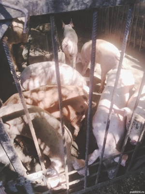 de vânzare  - imagine 5 de vânzare  - imagine 5