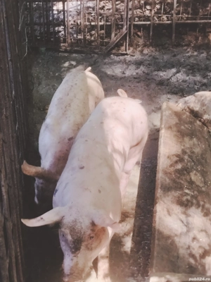 de vânzare  - imagine 2 de vânzare  - imagine 2