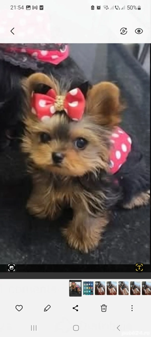 vind yorkshier terier  pui frumosi rasă  curata