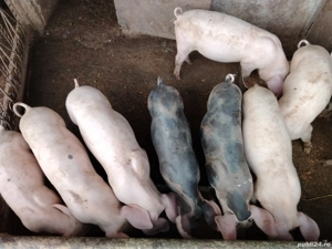 Vând grasuni - imagine 3