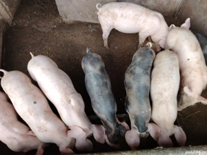 Vând grasuni - imagine 4