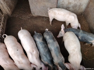 Vând grasuni - imagine 2