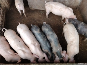 Vând grasuni - imagine 5