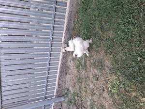 Vand rate , gaini conchinchina urias , gaini matase japoneza.  - imagine 2 Vand rate , gaini conchinchina urias , gaini matase japoneza.  - imagine 2