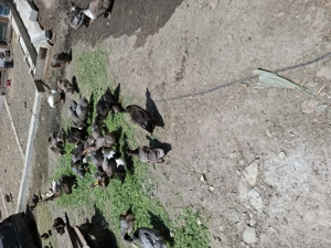 Vand rate , gaini conchinchina urias , gaini matase japoneza.  - imagine 3 Vand rate , gaini conchinchina urias , gaini matase japoneza.  - imagine 3