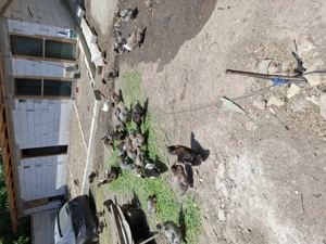 Vand rate , gaini conchinchina urias , gaini matase japoneza.  - imagine 4 Vand rate , gaini conchinchina urias , gaini matase japoneza.  - imagine 4