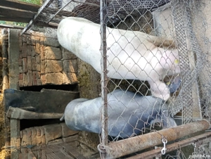 vand porci metis pietrain - imagine 3