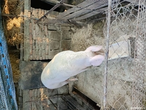 vand porci metis pietrain - imagine 4