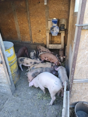 Vând purcei de carne greutate peste 30 kg