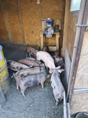 Vând purcei de carne greutate peste  40 kg - imagine 2