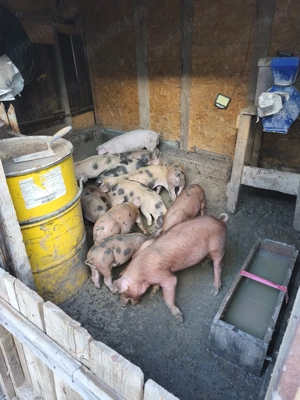 Vând purcei de carne greutate peste 30 kg