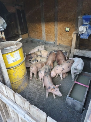 Vând purcei de carne greutate peste 30 kg - imagine 3 Vând purcei de carne greutate peste 30 kg - imagine 3