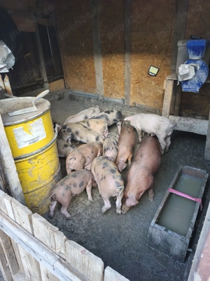 Vând purcei de carne greutate peste 30 kg - imagine 2 Vând purcei de carne greutate peste 30 kg - imagine 2