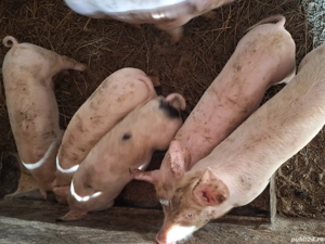 purcei de vanzare - imagine 3