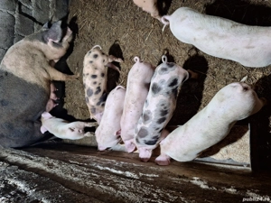 purcei de vanzare - imagine 5