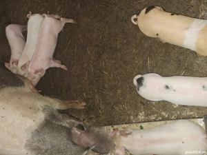 purcei de vanzare - imagine 4