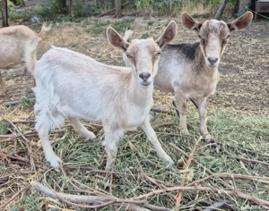 Capre Saanen de vanzare