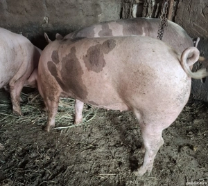 De vânzare grasuni - imagine 2