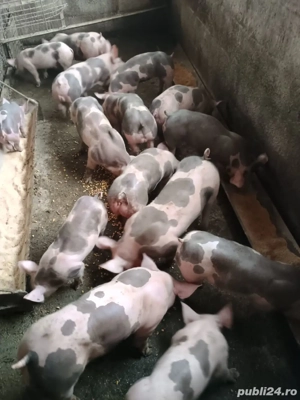 Vand purcei Petrain,diferite marimi, de la 20 kg la 45 kg ,de la 500 lei la 800 lei buc 