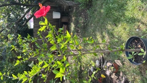 vand trandafiri japonezi culoare rosu inchis, rosu deschis si galben( portocaliu) - imagine 2