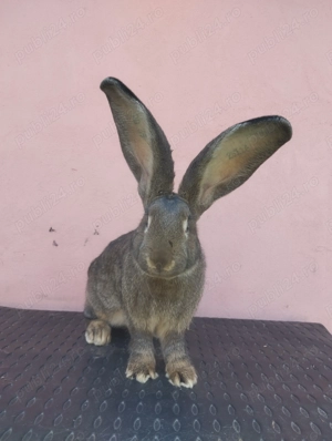 Iepuri Uriaș German Gri 