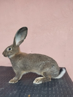 Iepuri Uriaș German Gri  - imagine 3 Iepuri Uriaș German Gri  - imagine 3