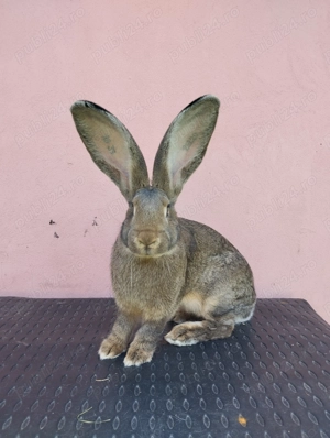 Iepuri Uriaș German Gri  - imagine 2 Iepuri Uriaș German Gri  - imagine 2