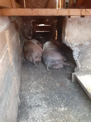 Porc crescut in gospodărie 