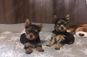 Yorkshire Terrier - genetică deosebita, talie Mini Toy  - imagine 3