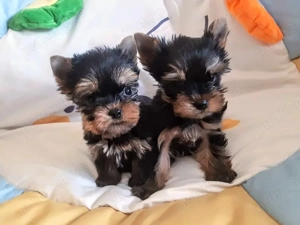 Yorkshire Terrier - genetică deosebita, talie Mini Toy 