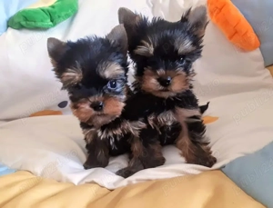 Yorkshire Terrier - genetică deosebita, talie Mini Toy  - imagine 2