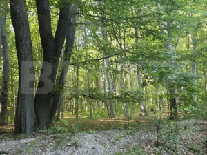 Teren de 524 mp  la liziera padurii Faget